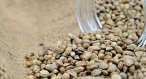 How to Store Cannabis Seeds the Right Way