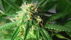Essential Tips for Growing Autoflower Seeds Indoors for Beginners